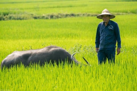 HOI AN Biking River Islands, Villages, Local Crafts PRIVATE TOUR