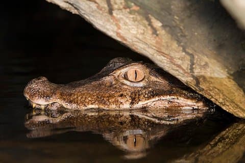 Caiman Spotting