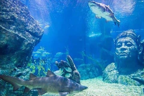 Sealife Bangkok + Madame Tussauds Bangkok for Foreigner