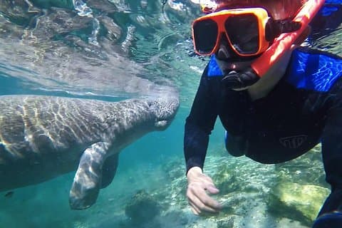 Manatee Swim Tour with In Water Photographer