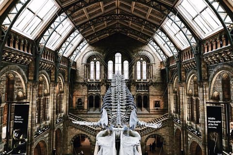 Natural History Museum London - Exclusive Guided Museum Tour