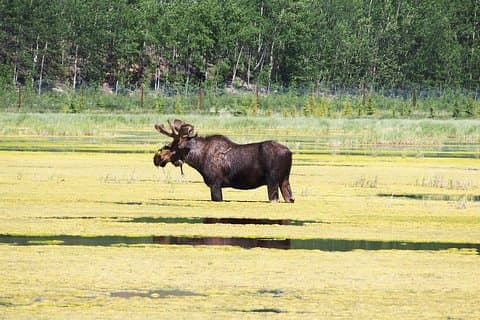 Arctic Day: Yukon Wildlife & Hot Springs Tour | half day