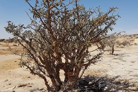 UNESCO World Heritage sites, Land of Frankincense (موقع اليونسكو)