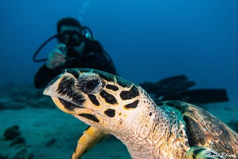 Introduction diving at Coral Reef with Instructor - 40 minutes