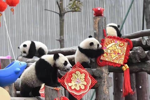 Chengdu Panda Base and Wuhou Temple,Jinli Ancient Town Day Tour