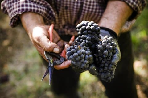 Ultimate Mornington Peninsula Food and Wine Small Group Tour