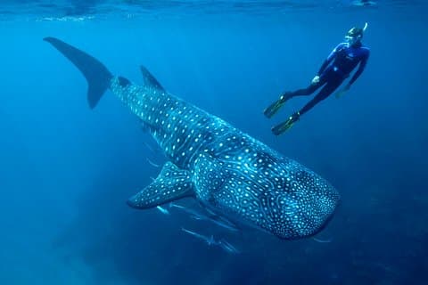 Cancun Whale Shark Encounter from Cancun