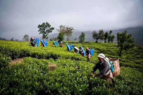 Day tour to Nuwareeliya (Little England) from Kandy