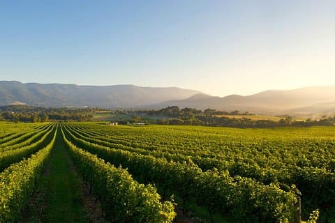 Melbourne: Yarra Valley Wine Tour with Gin, Cider & Chocolate