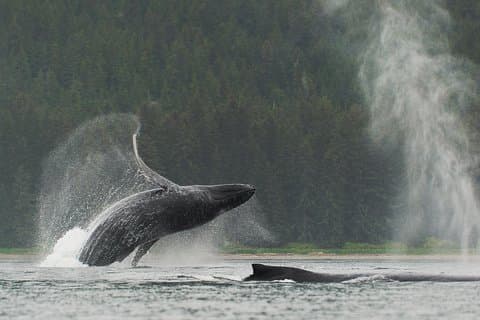 Paddle with Whales Kayak Adventure Juneau
