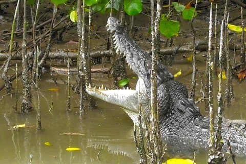 1-Hour Daintree River wildlife cruise