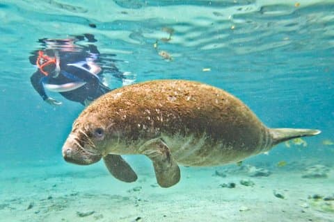 Manatee Snorkeling Adventure Tour with Lunch & Hotel Pickup