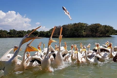 Day trip on Bahir dar. To visit lake tana monasteries and Blue Nile Falls.