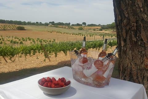 Guided tour glass in hand with wine tasting directly from the barrel