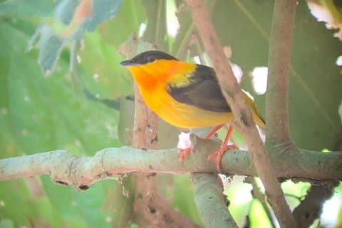 Carara National Park Tour