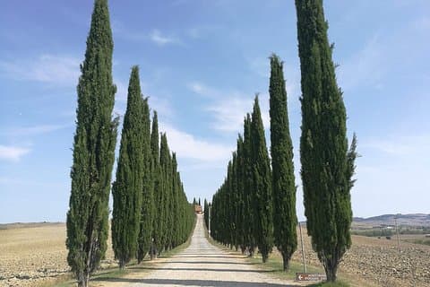 Montepulciano Wine and Pienza Flavours Private Day Tour from Rome