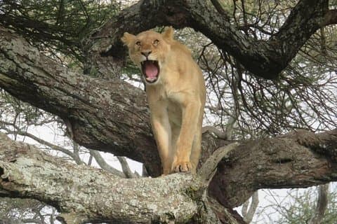 3 days leopard safaris