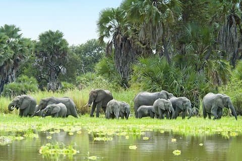 Crocodile Safari - 5 Days