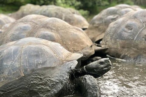 Meet a 150-Year-Old Giant Tortoise in the Galapagos Highlands