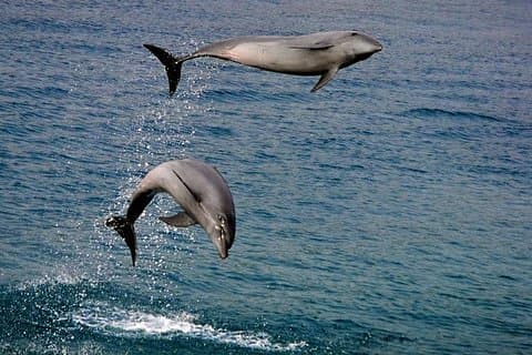 Dumaguete Dolphin Watching & Manjuyod Sandbar