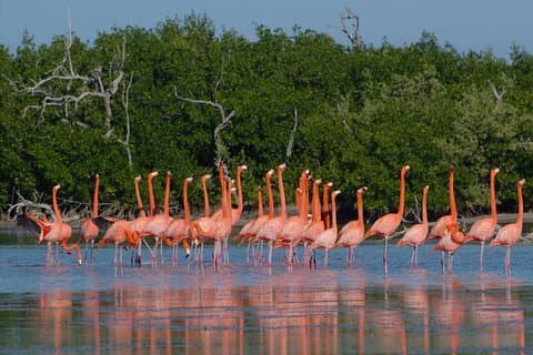 Rio Lagartos guided boat tour- Ek Balam from Valladolid