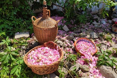 Rose Workshop & Leavening of Authentic Yoghurt
