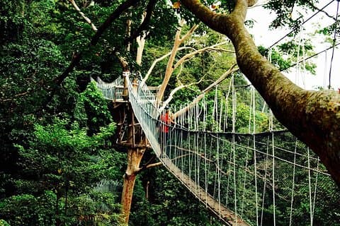 Forest Research Institute Malaysia (FRIM) Nature Trekking from Kuala Lumpur