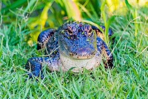 Swamp Boat and Plantation Tour with Shuttle from New Orleans