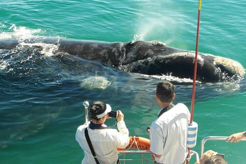 Hermanus Whale Watching Boat Cruise & Penguins from Cape Town
