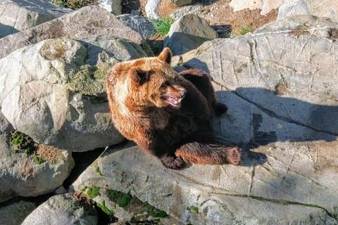 Guided Ranua Wildlife Park tour with Lunch, Small group adventure