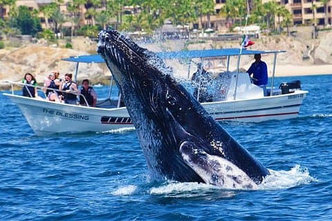 Small-Group Whale Watch with Marine Biologist in Cabo San Lucas