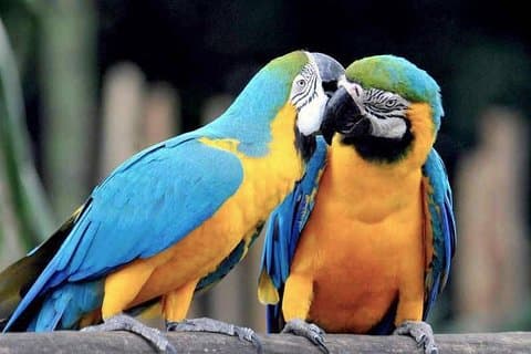 Tambopata 3 Day Amazon Tour: Macaws, Caimans & Jungle
