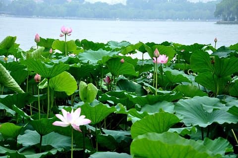 Private Jinan City Tour including Baotu Spring Park, Daming Lake and More