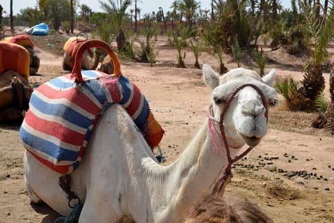 Marrakech Guided Tour From Casablanca With Camel Ride