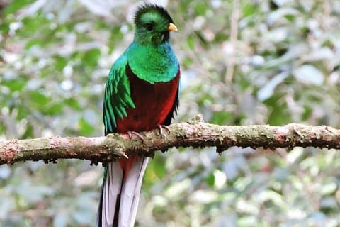 Monteverde Cloud Forest Guided Nature Walk with Expert Naturalist
