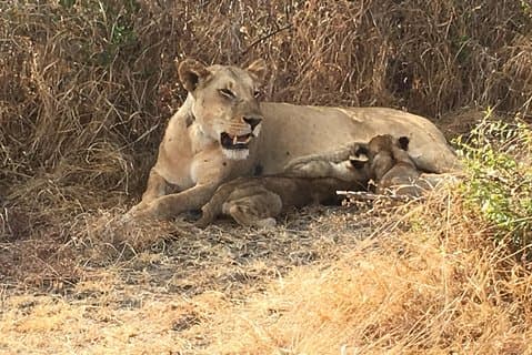 2 Days 1 Night Mikumi National Park From Dar es salaam by (SGR)