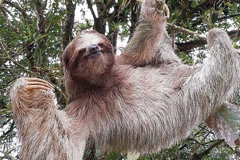 Sloth Watching Wildlife Tour in La Fortuna, Costa Rica
