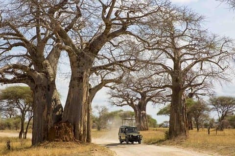 3 Days Ruaha National Park