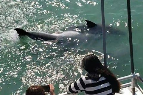 Eco Tour and Dolphin Watch