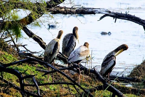 Bharatpur Birding adventure from Delhi