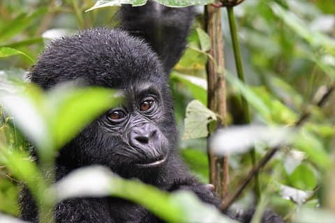1 day Mountain Gorilla Trekking Safari Uganda