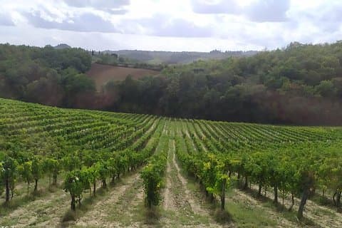 Siena and San Gimignano from Rome: Wine Tasting Tour in Tuscany