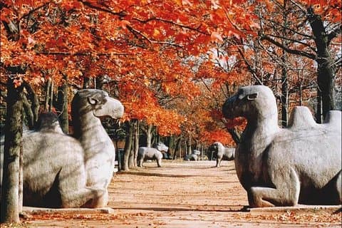 Flexible Private Nanjing Layover Tour