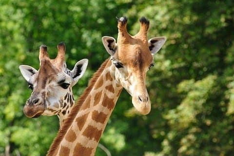 Day tour to Giraffe center and Karen Blixen Nairobi