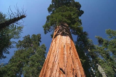 Sequoia National Park Adventure from Tulare
