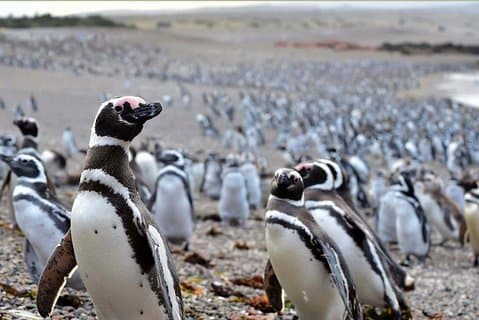 Punta Tombo Shore Excursion w/box Lunch(Shared tour for cruises)