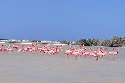 Private Tour: Pink Flamingos, Maya Temples and Ek Balam