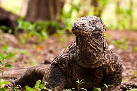 A Day to Komodo Island