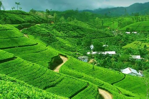 Kandy to Nuwara Eliya Private Day Tour