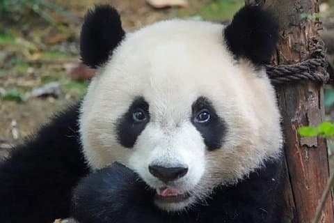 Chengdu Private Full Day Panda Breeding Center and Sanxingdui Museum Tour